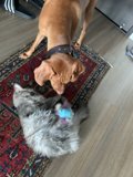 Furry Friends on Hardwood Flooring