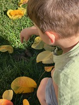 Child Exploring Autumn Leaves on Grass