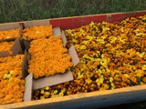 Burst of Sunshine