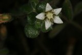 Delicate Geranium Blossom