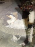 Feline Naptime in a Woven Haven