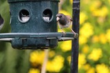 Junco Perched on Garden Bird Feeder