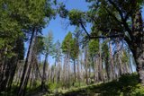 Serene Forest Landscape