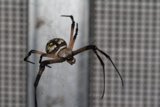 The Long-Legged Beauty