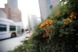 A Bus Among Flowers