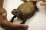 Holding a Tiny Lizard