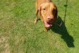 Graceful Vizsla in the Grass