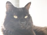 The Royal Black Cat