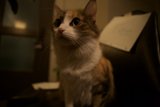 Regal Feline Observer