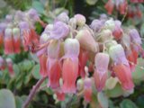Pink Snapdragon in Bloom