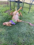 Happy Puppy in the Grass