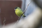 Perched Grace: A Finch Amongst the Branches