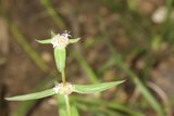 Delicate White Flower Amidst Lush Greenery