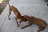 Playtime on Concrete