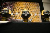 The Trio of Black and Yellow Dolls