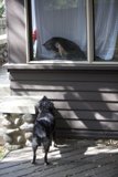 Canine Curiosity