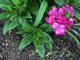 Pretty in Pink Geranium Blossom