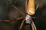 Garden Spider with Long, Thin Body and Tail