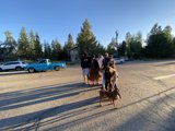 A Day Out with Friends and Furry Companion