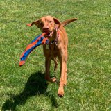 Playing fetch at Pine Lake Park
