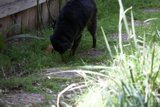 Inquisitive Pup