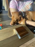 Canine Companion on Hardwood Table