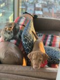 Furry Friends Relaxing on the Cozy Couch
