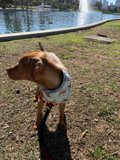 Lake Adventure Pup