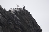 Seagull and Cormorants Perched on Rocky Coastal Cliff