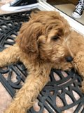 Comfy Pup on Sneaker Mat