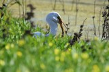 Great Egret Hunting with Fresh Catch at Wetlands