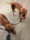 Vizslas on a Walk