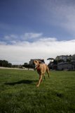 Energized Exploration: A Canine Adventure