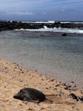 Peaceful Turtle by the Ocean
