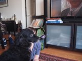 A Furry Companion in the Living Room