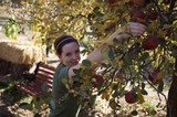 Young Woman Picking Red Apples in Autumn Orchard