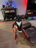Feline Furniture