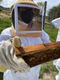 Beekeeper in Action