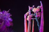 Enchanted Blooms at Night