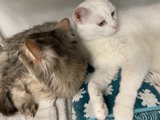 Cat Cuddles