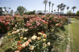 A Serene Rose Garden in the Heart of the Park