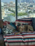 Furry Friends Relaxing in Cityscape