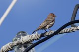 Perched Serenade