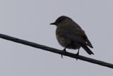 Perched in Profile: A Feathered Silhouette