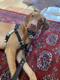 Comfy Canine on a Rug