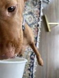 Refreshing Beverage Break for Canine Companion