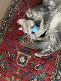 Feline Playtime on a Cozy Rug