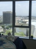 Urban Feline Gaze
