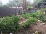 Backyard Garden Oasis