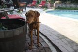 Canine Companion by the Pool